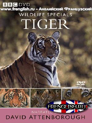 The Wildlife Specials - Tiger